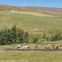 Buy canvas prints of Summer in the Hudes Hope, Teesdale (1) by Richard Laidler