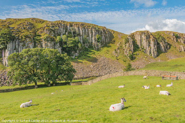 Summer Morning at Holwick Scar, Teesdale Picture Board by Richard Laidler