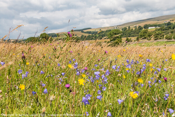 Summer Flower Meadow near Holwick, Teesdale Picture Board by Richard Laidler