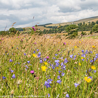 Buy canvas prints of Summer Flower Meadow near Holwick, Teesdale by Richard Laidler