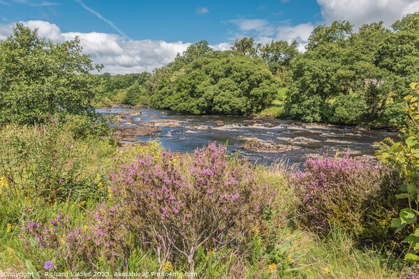 Flowering Heather on the Tees Riverbank Picture Board by Richard Laidler