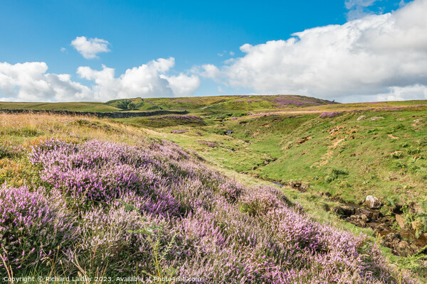 Flowering Heather on Barningham Moor (1) Picture Board by Richard Laidler