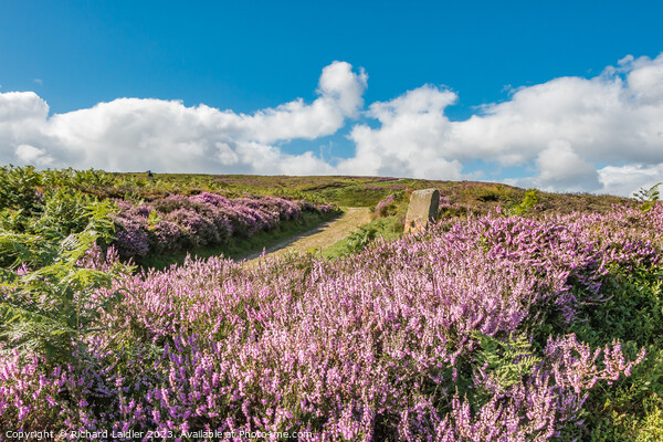 Flowering Heather on Barningham Moor (2) Picture Board by Richard Laidler