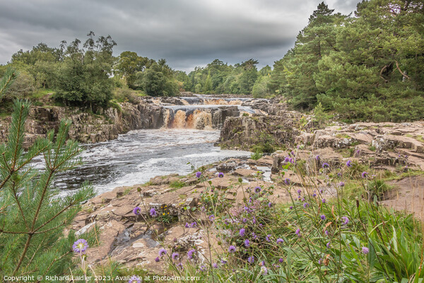A Damp Day at Low Force Waterfall in Late Summer Picture Board by Richard Laidler