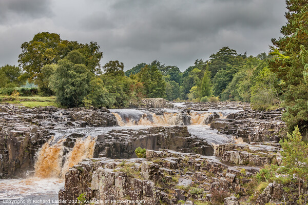 A Damp Autumn Morning at Low Force Waterfall Picture Board by Richard Laidler