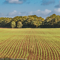 Buy canvas prints of New Wheat at Wycliffe by Richard Laidler