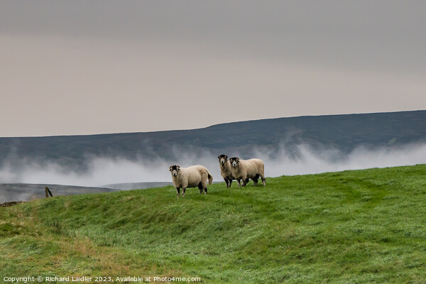 Misty Trio in Ettersgill, Teesdale Picture Board by Richard Laidler