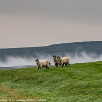 Buy canvas prints of Misty Trio in Ettersgill, Teesdale by Richard Laidler