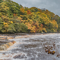 Buy canvas prints of River Tees in Flood at Whorlton, Teesdale by Richard Laidler