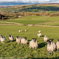 Buy canvas prints of Bail Green Farm, Mickleton, Teesdale by Richard Laidler