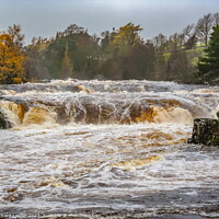Buy canvas prints of Low Force Waterfall in Full Flood after Storm Debi Nov 2023 by Richard Laidler