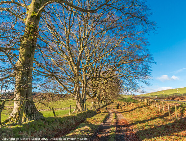 Winter Beeches in Ettersgill, Teesdale Picture Board by Richard Laidler