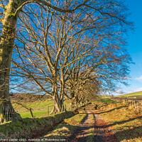 Buy canvas prints of Winter Beeches in Ettersgill, Teesdale by Richard Laidler