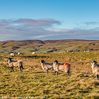 Buy canvas prints of Winter Sun Bail Green Farm, Teesdale by Richard Laidler