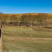 Buy canvas prints of Winter Sun at Dirt Pit Farm, Teesdale by Richard Laidler