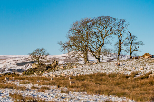 Snowy Toddyshaw Hill, Mickleton, Teesdale Picture Board by Richard Laidler