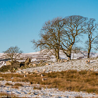 Buy canvas prints of Snowy Toddyshaw Hill, Mickleton, Teesdale by Richard Laidler