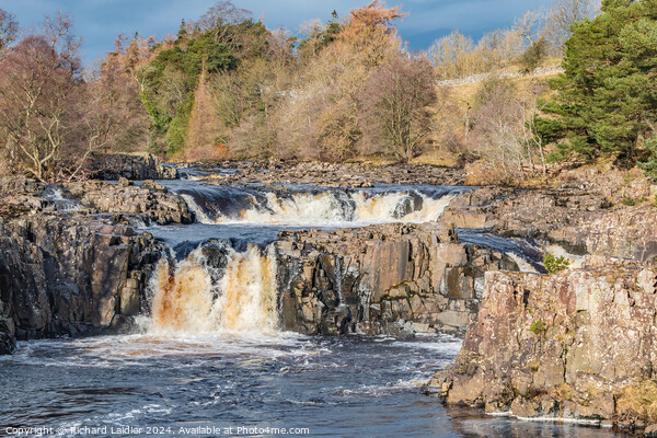 Winter Sun on Low Force Waterfall, Teesdale Picture Board by Richard Laidler
