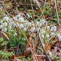 Buy canvas prints of Raindrops and Snowdrops by Richard Laidler