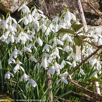 Buy canvas prints of Flowering Snowdrops by Richard Laidler
