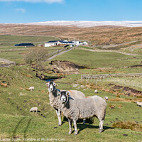 Buy canvas prints of High Beck Head Farm, Teesdale (2) by Richard Laidler