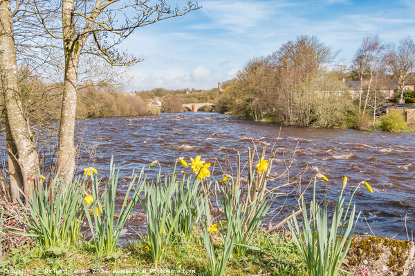 Riverbank Daffs at Barney Picture Board by Richard Laidler