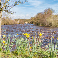 Buy canvas prints of Riverbank Daffs at Barney by Richard Laidler