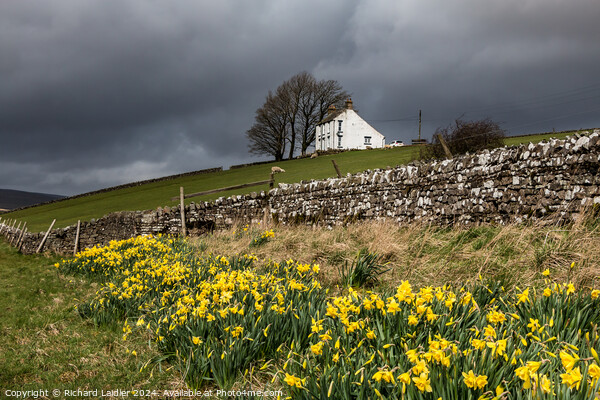 Roadside Daffs at Laneside, Upper Teesdale Picture Board by Richard Laidler