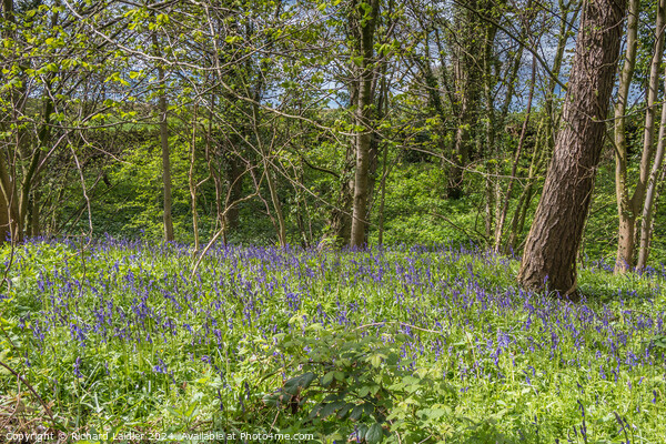 English Bluebell Woodland in Spring Sunshine Picture Board by Richard Laidler