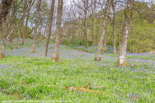 Bluebells on the Pennine Way at Low Force, Teesdal Picture Board by Richard Laidler