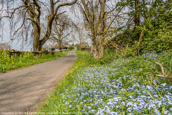 Roadside Forget Me Nots  Picture Board by Richard Laidler
