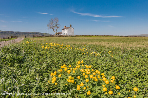 Globeflowers at Forest in Teesdale in spring sunsh Picture Board by Richard Laidler
