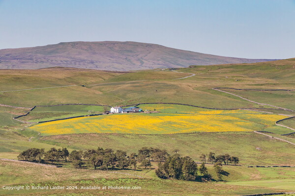 Springtime in Harwood, Upper Teesdale Picture Board by Richard Laidler