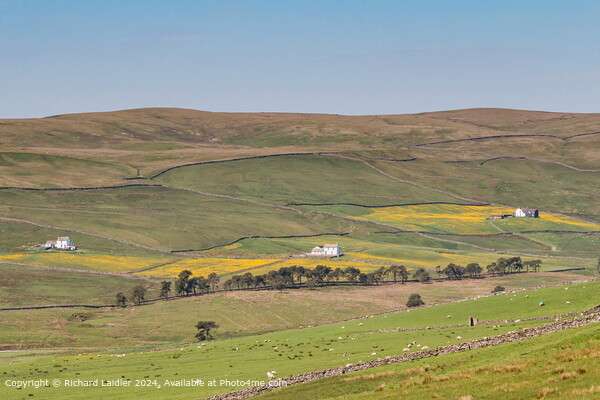 Harwood Spring Meadows, Upper Teesdale Picture Board by Richard Laidler