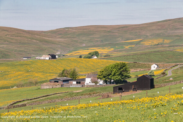 Springtime at Lingy Hill Farm, Harwood, Upper Tees Picture Board by Richard Laidler
