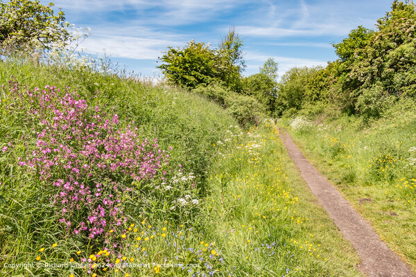 Summer Morning on the Tees Railway Walk  Picture Board by Richard Laidler