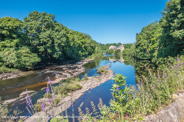 Summer Morning at Demesnes Mill, Barnard Castle, Teesdale Picture Board by Richard Laidler