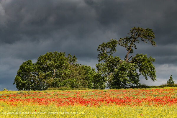 Field Poppies near Hutton Magna, Teesdale (2) Picture Board by Richard Laidler