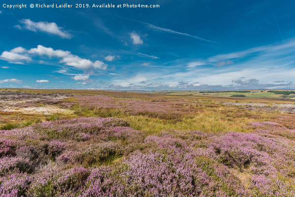 Fowering Heather on Bowes Moor, Teesdale Picture Board by Richard Laidler