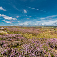 Buy canvas prints of Fowering Heather on Bowes Moor, Teesdale by Richard Laidler