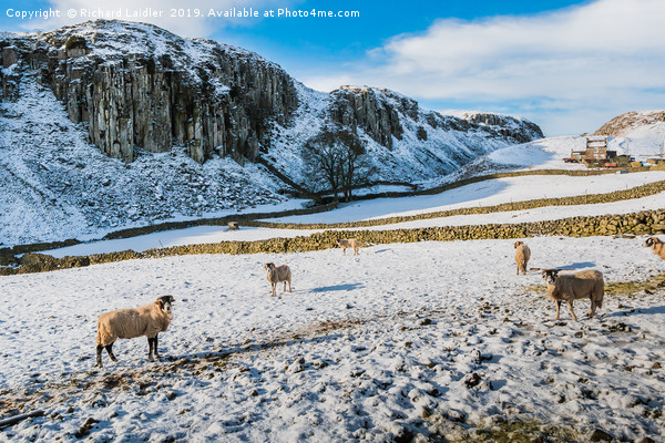 Winter at Holwick Scar, Upper Teesdale Picture Board by Richard Laidler