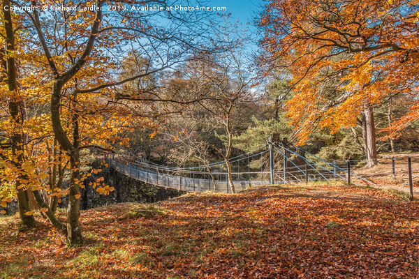 Autumn Woodland at Wynch Bridge, Teesdale Picture Board by Richard Laidler