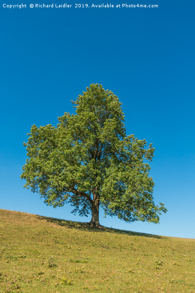 A solitary Ash tree on a sloping meadow in summer Picture Board by Richard Laidler