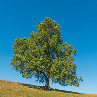 Buy canvas prints of A solitary Ash tree on a sloping meadow in summer by Richard Laidler