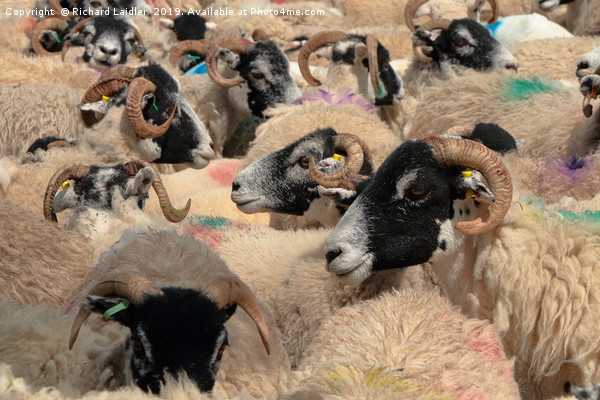 A Spectrum of Swaledales Picture Board by Richard Laidler