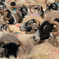 Buy canvas prints of A Spectrum of Swaledales by Richard Laidler
