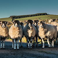 Buy canvas prints of A Curiousness of Swaledales by Richard Laidler