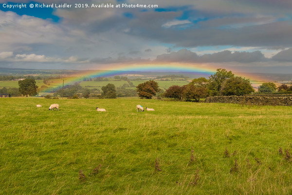 Sheep Grazing under a Vivid Rainbow at Barningham Picture Board by Richard Laidler