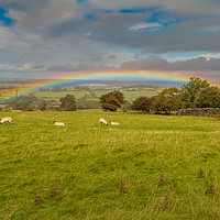 Buy canvas prints of Sheep Grazing under a Vivid Rainbow at Barningham by Richard Laidler