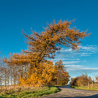 Buy canvas prints of Golden Larch Tree in Autumn Sunshine by Richard Laidler